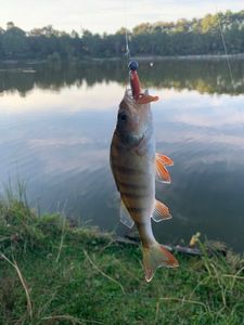 European Perch