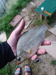Crucian Carp