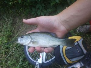 Largemouth Bass