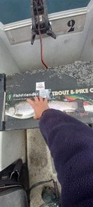 Rainbow Trout
