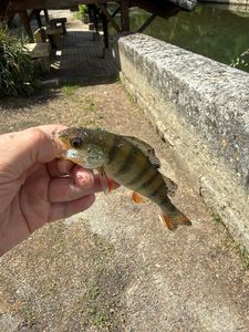 European Perch