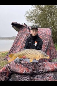 Common Carp