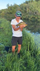 Crucian Carp