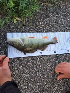 European Perch