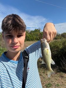 Largemouth Bass