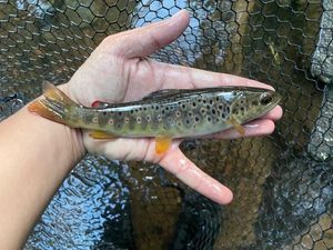 Brown Trout