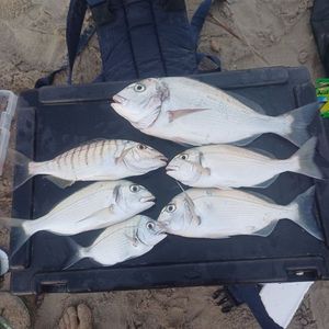 Gilthead Seabream