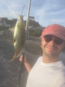 Ballan Wrasse