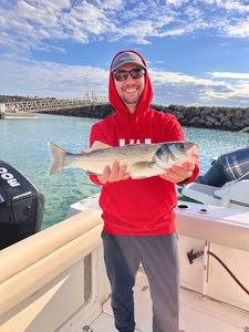 European Bass (Seabass)