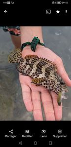 Blacksaddled Coralgrouper
