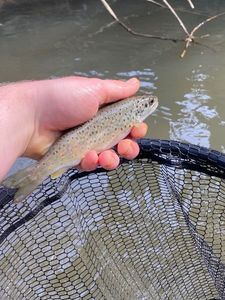 Brown Trout