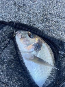 Gilthead Seabream