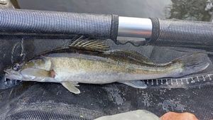 Zander
