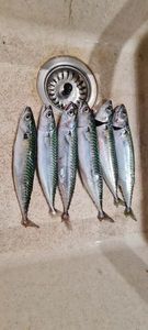 Mackerel