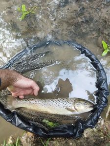 Brown Trout