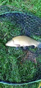Tench