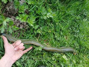 European Eel (Common Eel)