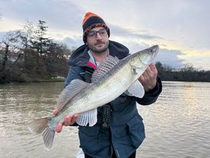 Zander