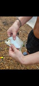 Piranha blanc