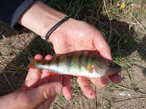 European Perch