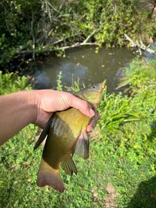 Tench