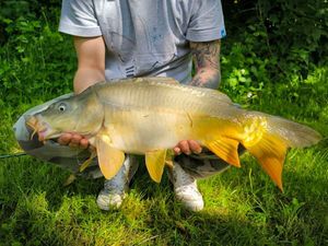 Mirror Carp