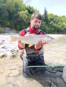 Brown Trout