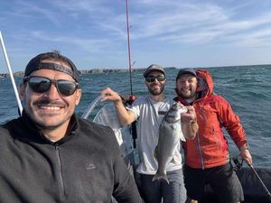 European Bass (Seabass)