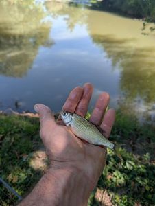 Roach