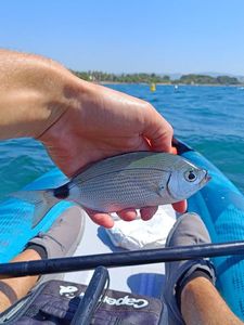 Saddled Seabream