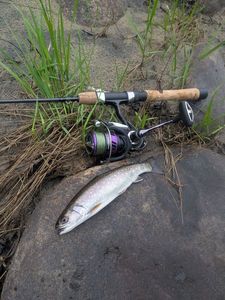 Brook Trout