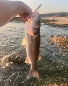 European Bass (Seabass)