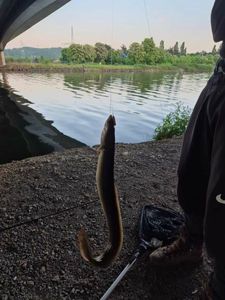 European Eel (Common Eel)