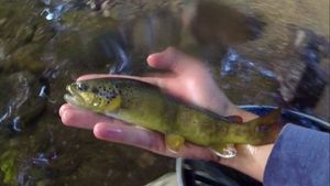 Brown Trout