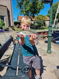 Zander