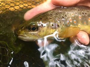 Brown Trout