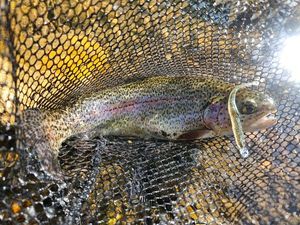 Rainbow Trout