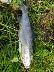 Rainbow Trout