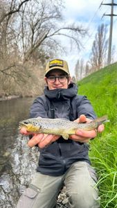 Brown Trout