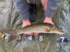 Barbel