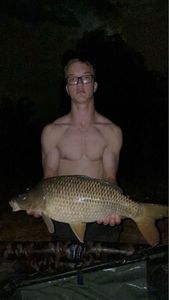 Common Carp