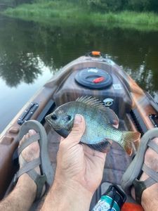 Bluegill