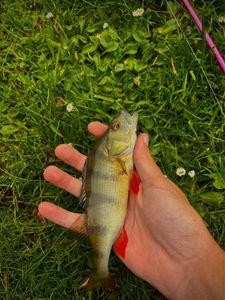 European Perch