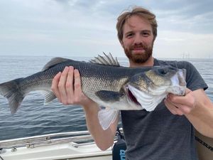 European Bass (Seabass)