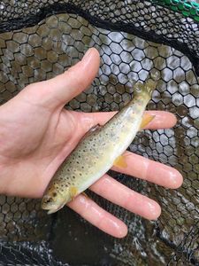 Brown Trout