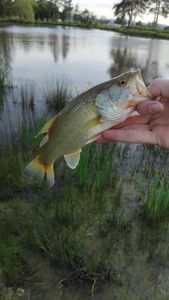 Largemouth Bass
