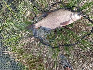 Common Bream