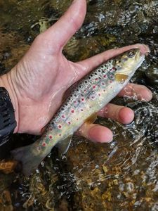 Brown Trout