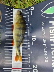 European Perch