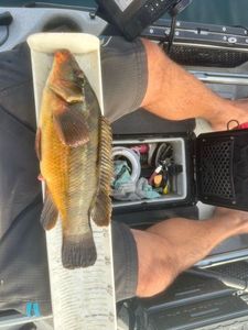 Ballan Wrasse